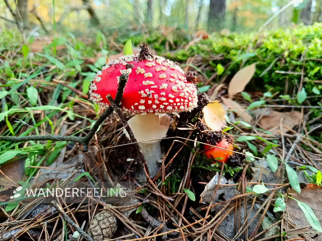 202410190-18 - Fliegenpilz im Wald bei Brandenburg an der Havel, Havelland, Brandenburg, Deutschland