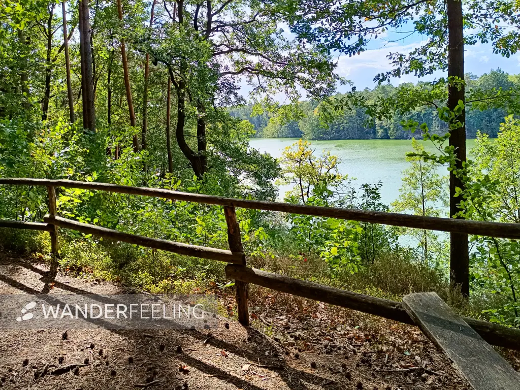202409280-21 - Försterblick auf den Wirchensee im Naturpark Schlaubetal, Seenland Oder-Spree, Brandenburg, Deutschland