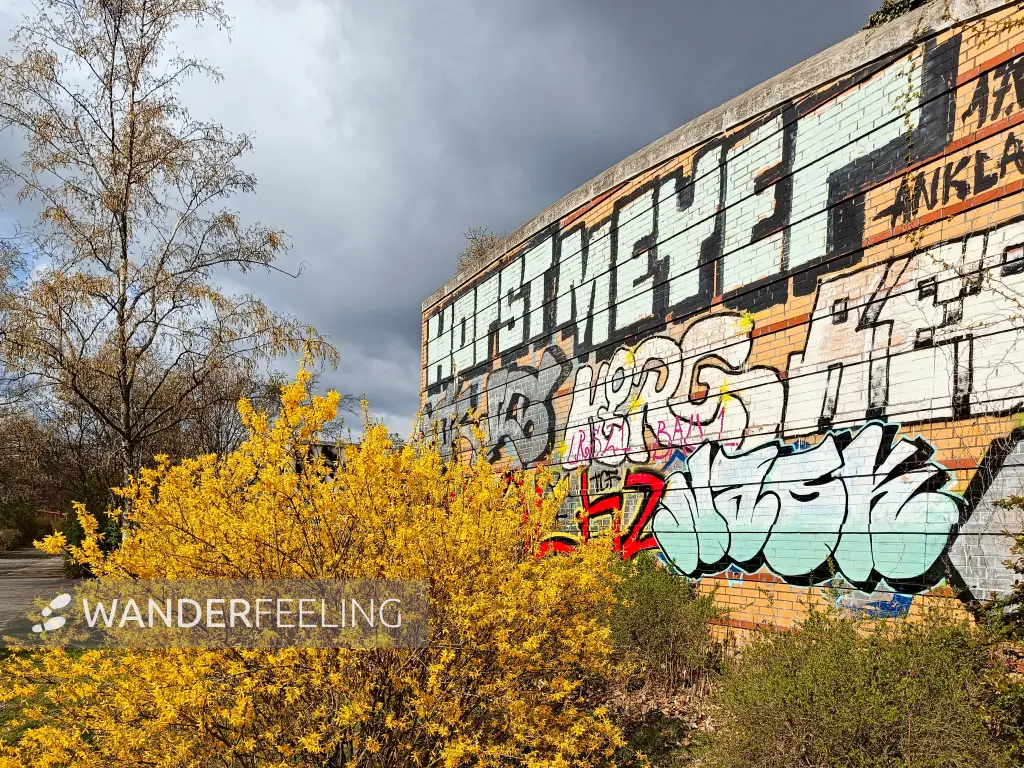 202604040-08 - Forsythie und Street Art in Tempelhof, Berlin, Deutschland