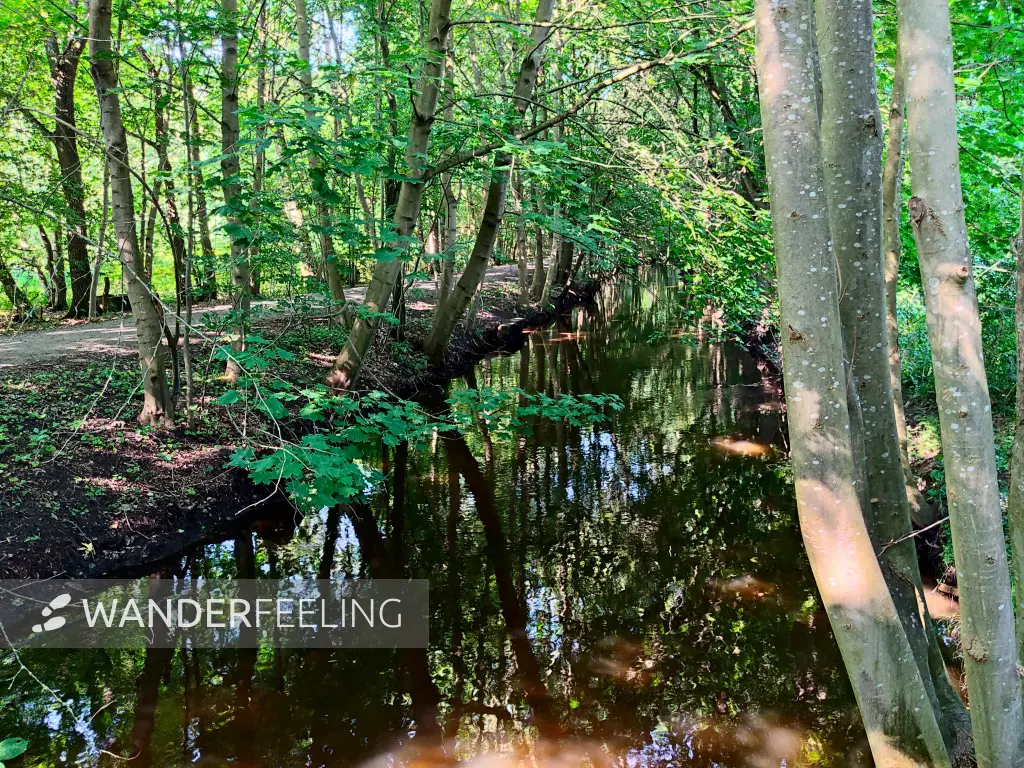 202308181-15 - Freitagsbach bei Celle, Lüneburger Heide, Niedersachsen, Deutschland