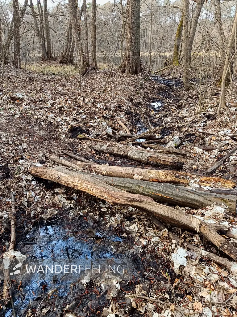 202603230-28 - Furt am Wolzensee bei Rathenow, Havelland, Brandenburg, Deutschland