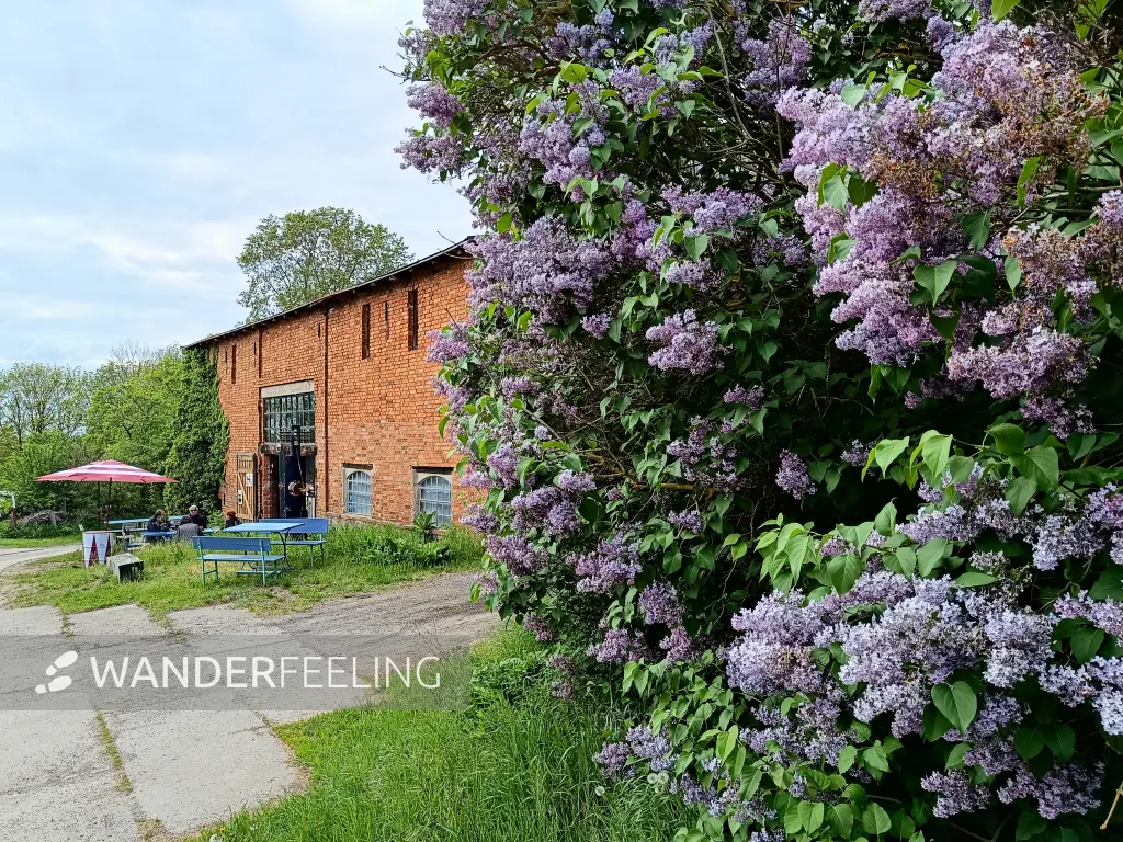 202605090-28 - Galerie und Café in Louisenhof, Uckermark, Brandenburg, Deutschland