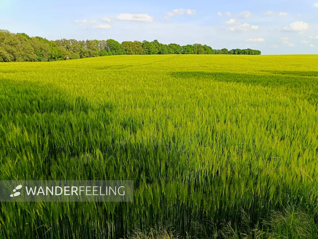 202605231-06 - Getreidefeld bei Alt Schwerin, Mecklenburgische Seenplatte, Mecklenburg-Vorpommern, Deutschland