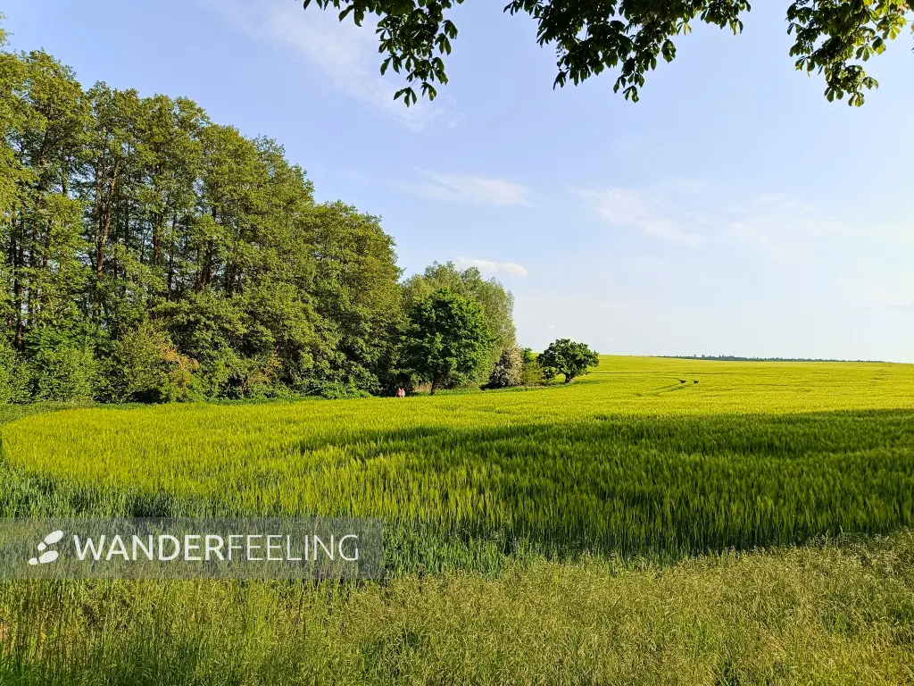 202605231-08 - Getreidefeld bei Alt Schwerin, Mecklenburgische Seenplatte, Mecklenburg-Vorpommern, Deutschland