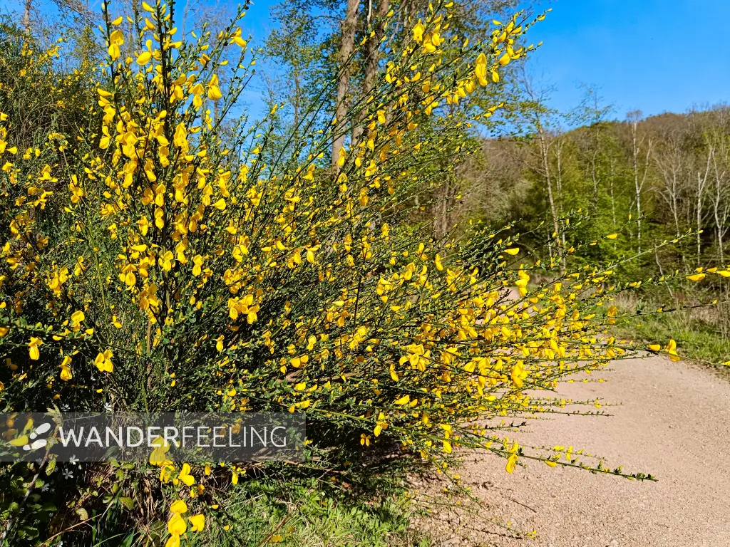 202604240-25 - Ginster bei Nöthen, Eifel, Nordrhein-Westfalen, Deutschland