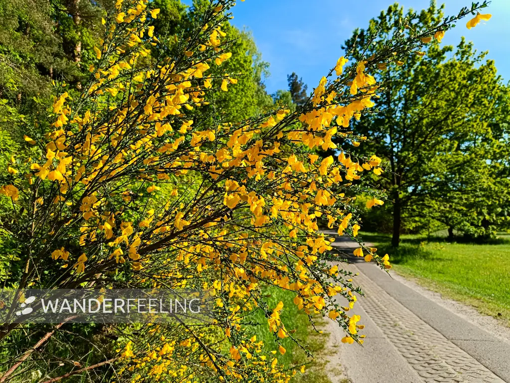 202505130-14 - Ginster im Müritz-Nationalpark bei Pieversdorf, Mecklenburgische Seenplatte, Mecklenburg-Vorpommern, Deutschland