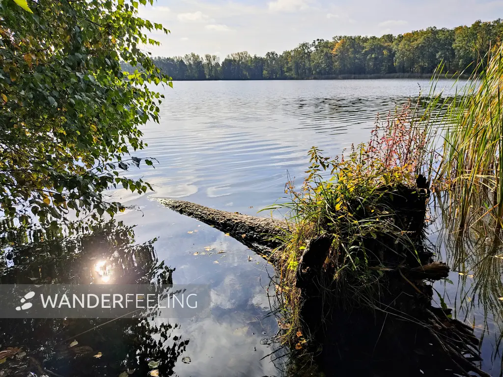 202310250-09 - Gohlitzsee bei Kloster Lehnin, Fläming, Brandenburg, Deutschland