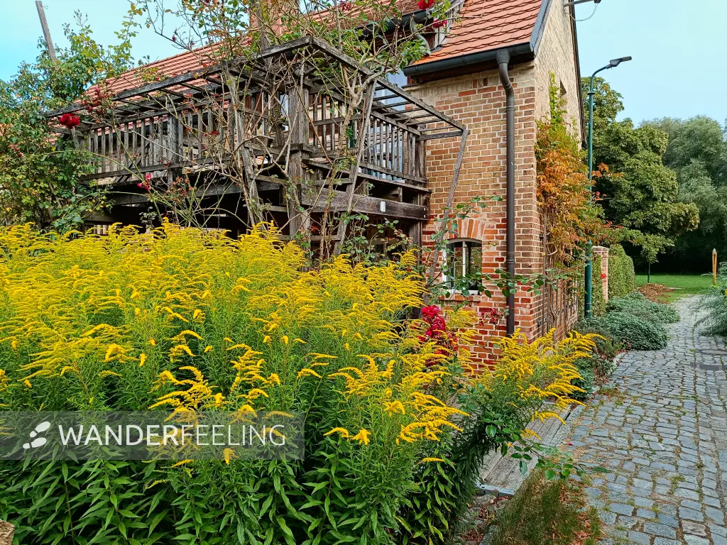 202509100-02 - Goldrute vor einem Haus in Wesenberg, Mecklenburgische Seenplatte, Mecklenburg-Vorpommern, Deutschland