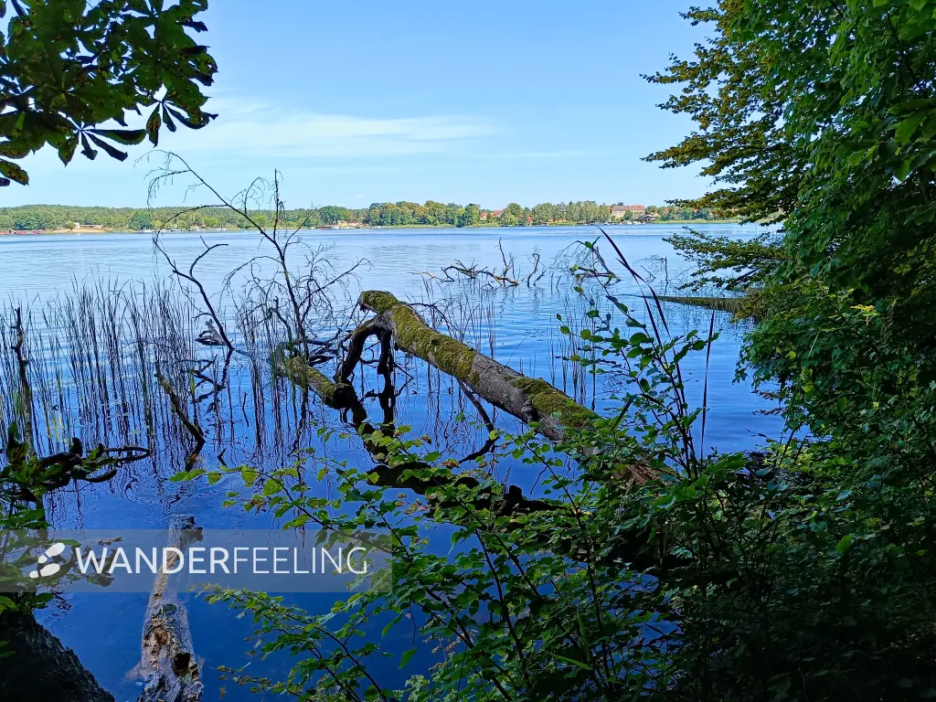 202508110-14 - Grienericksee bei Rheinsberg, Ruppiner Seenland, Brandenburg, Deutschland