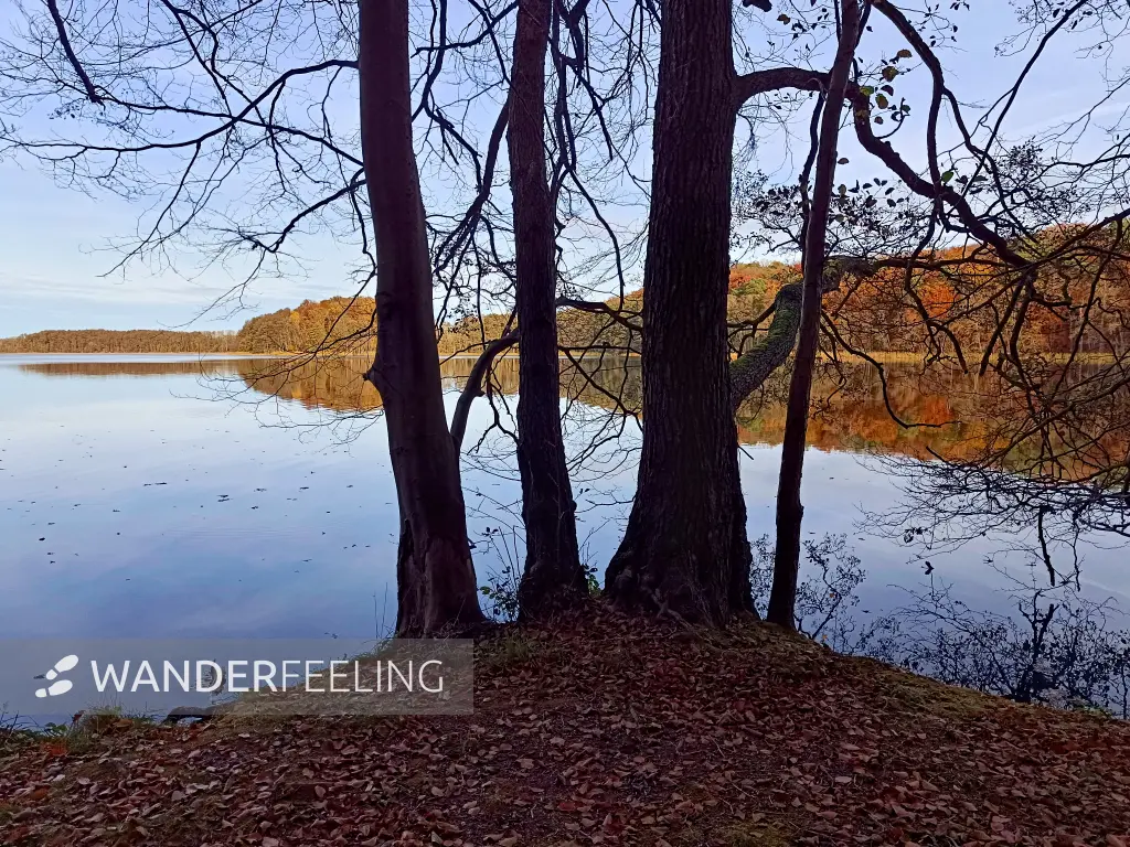 202511050-27 - Groß Labenzer See bei Friedrichswalde, Mecklenburgische Seenplatte, Mecklenburg-Vorpommern, Deutschland