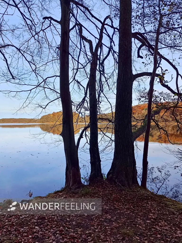 202511050-28 - Groß Labenzer See bei Friedrichswalde, Mecklenburgische Seenplatte, Mecklenburg-Vorpommern, Deutschland