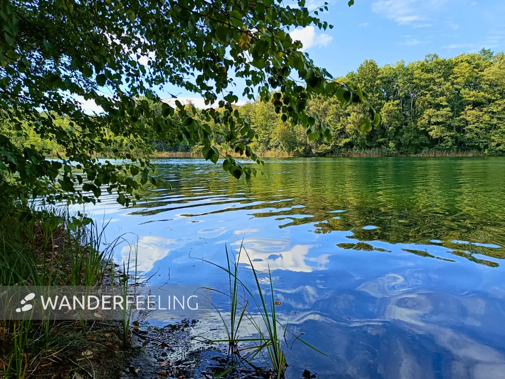 202509010-21 - Großer Glietzensee im NSG Stechlin, Ruppiner Seenland, Brandenburg, Deutschland