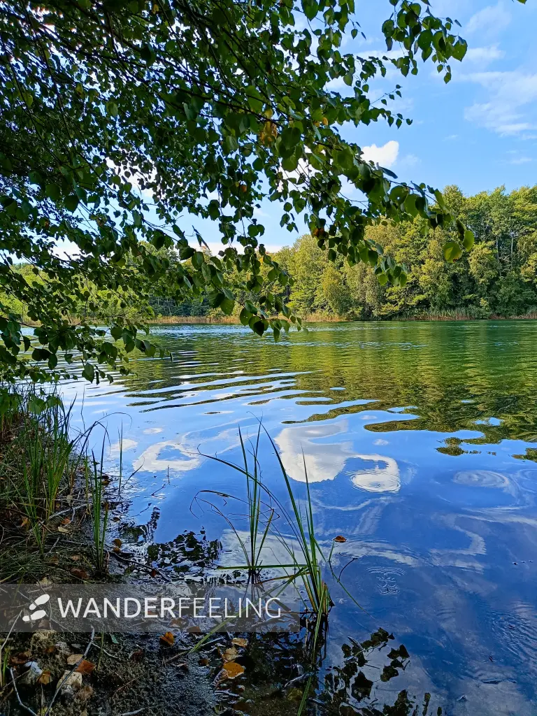 202509010-22 - Großer Glietzensee im NSG Stechlin, Ruppiner Seenland, Brandenburg, Deutschland