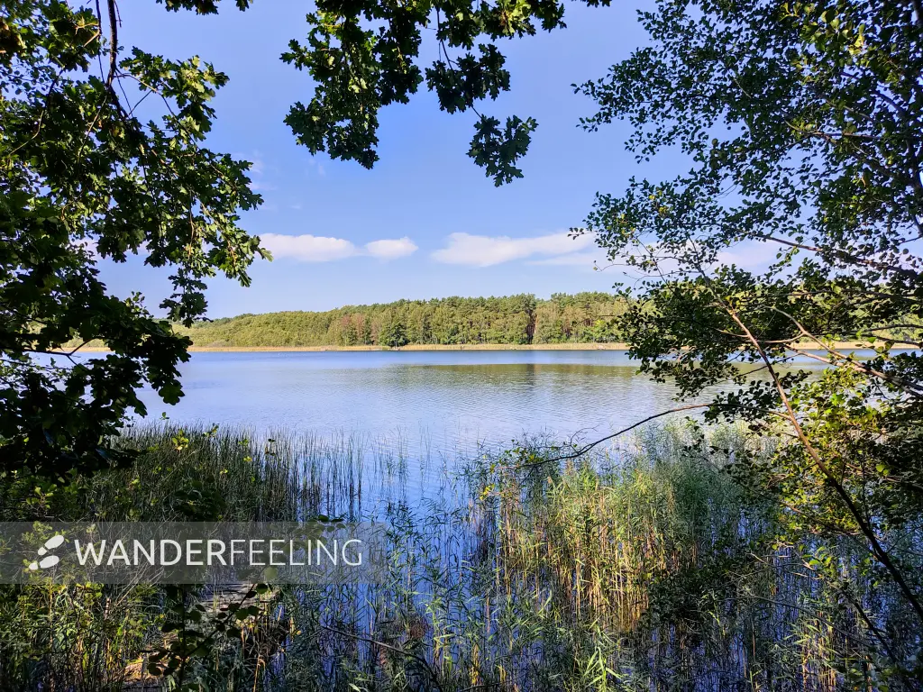 202309160-06 - Großer Glubigsee bei Wendisch Rietz, Seenland Oder-Spree, Brandenburg, Deutschland