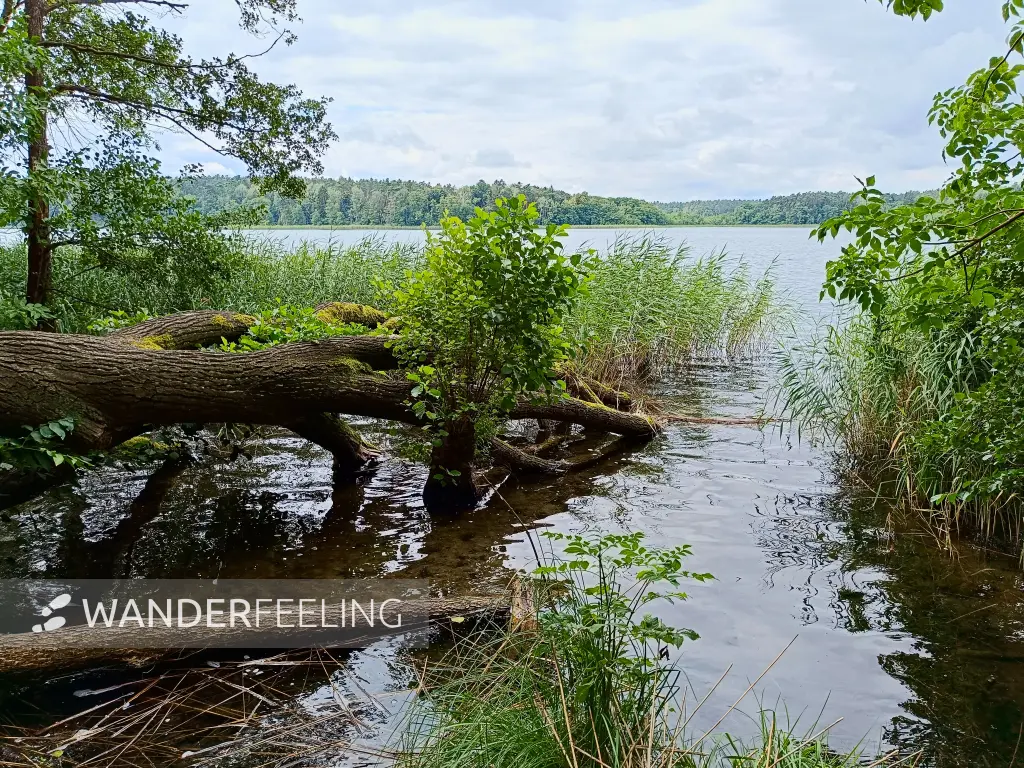 202508020-14 - Großer Klobichsee bei Münchehofe, Märkische Schweiz, Seenland Oder-Spree, Brandenburg, Deutschland