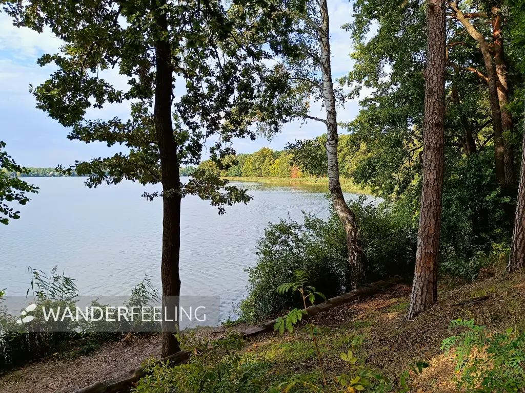 202509210-24 - Großer Müllroser See bei Müllrose, Seenland Oder-Spree, Brandenburg, Deutschland