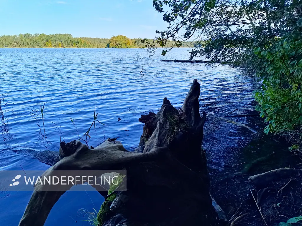 202409200-17 - Großer Ostersee bei Iffeldorf, Oberbayern, Bayern, Deutschland