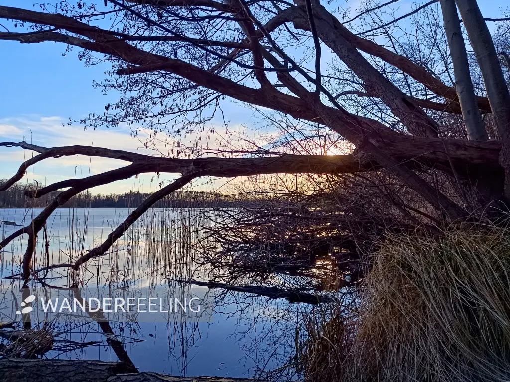 202603020-31 - Großer Plessower See bei Werder, Havelland, Brandenburg, Deutschland