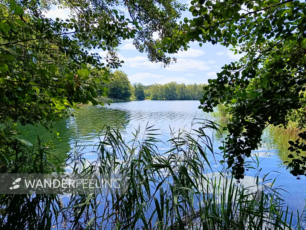 202408060-15 - Großer Tonteich bei Körbiskrug, Dahme-Seenland, Brandenburg, Deutschland
