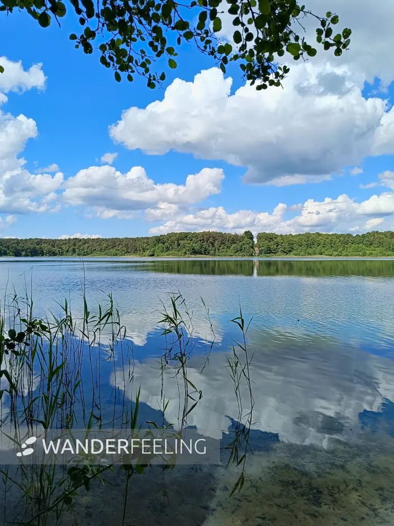 202606060-25 - Großer Weißer See bei Wesenberg, Mecklenburgische Seenplatte, Mecklenburg-Vorpommern, Deutschland