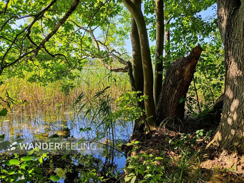 202309160-21 - Grubensee bei Limsdorf, Seenland Oder-Spree, Brandenburg, Deutschland