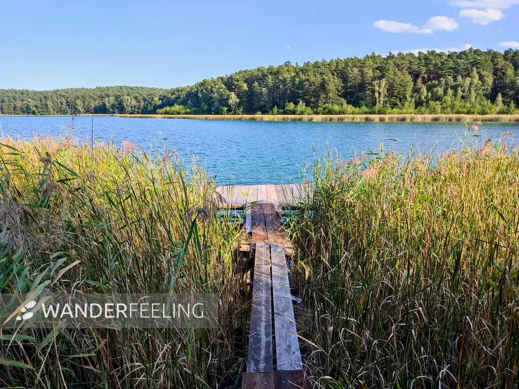 202309160-26 - Grubensee bei Limsdorf, Seenland Oder-Spree, Brandenburg, Deutschland