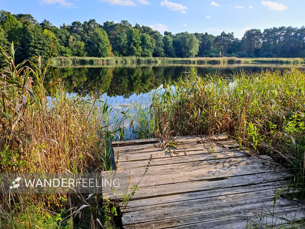202309160-27 - Grubensee bei Limsdorf, Seenland Oder-Spree, Brandenburg, Deutschland