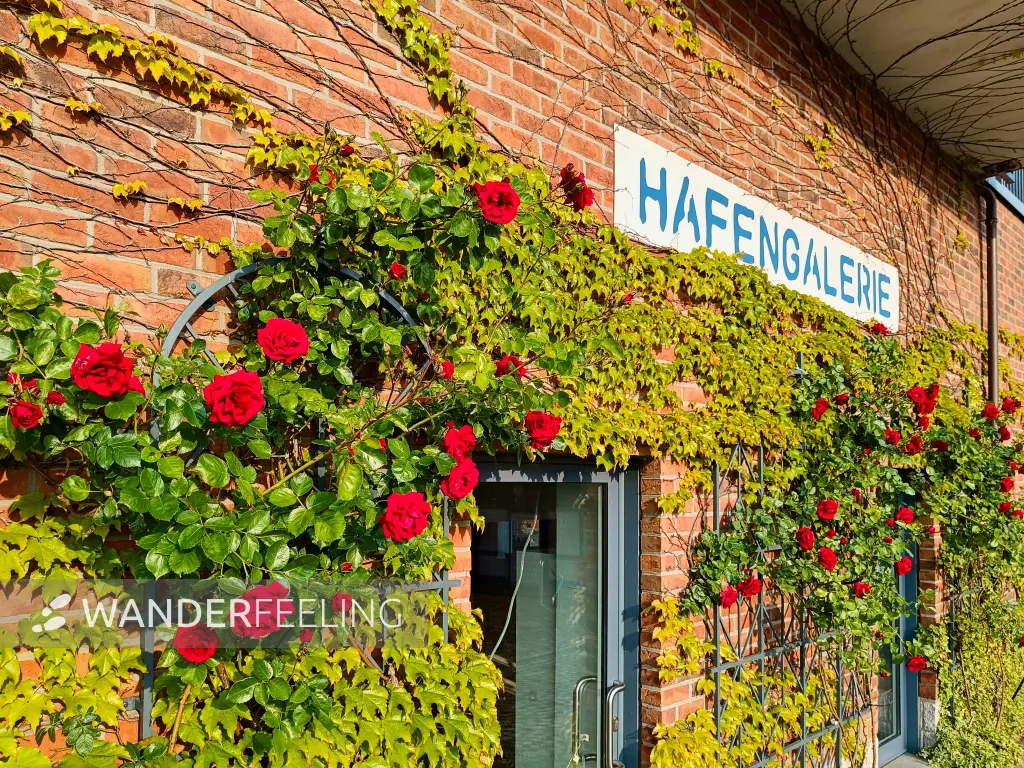 202506030-39 - Hafengalerie am Stadthafen Neustrelitz, Mecklenburgische Seenplatte, Mecklenburg-Vorpommern, Deutschland