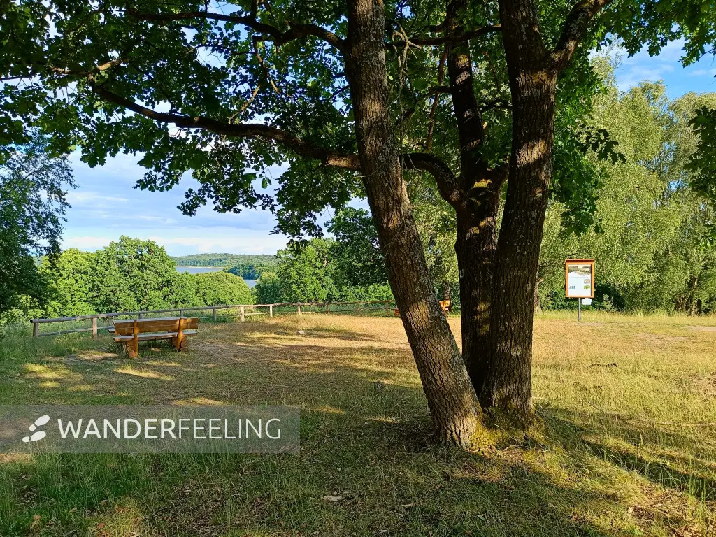 202606090-16 - Hauptmannsberg bei Carwitz, Mecklenburgische Seenplatte, Mecklenburg-Vorpommern, Deutschland