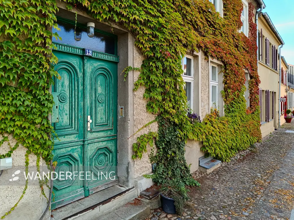 202508110-33 - Hauseingang mit Wildem Wein in Rheinsberg, Ruppiner Seenland, Brandenburg, Deutschland
