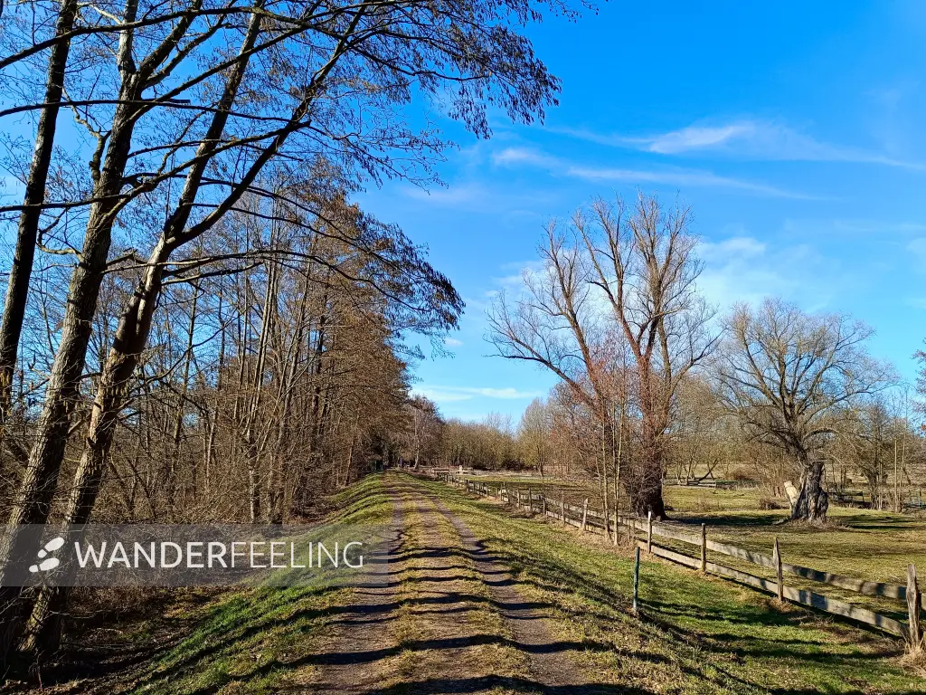 202603020-10 - Haveldeich bei Paretz, Havelland, Brandenburg, Deutschland