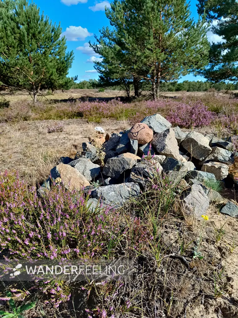 202508180-06 - Heide im Wildnisgebiet Jüterbog bei Luckenwalde, Fläming, Brandenburg, Deutschland