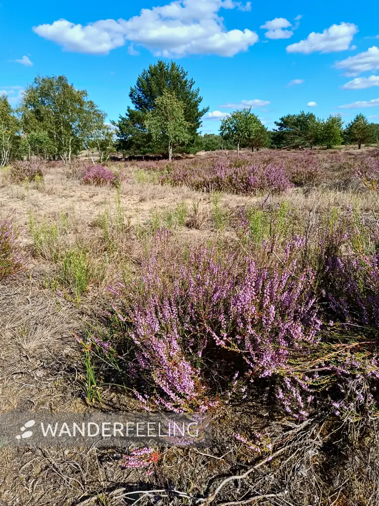 202508180-07 - Heide im Wildnisgebiet Jüterbog bei Luckenwalde, Fläming, Brandenburg, Deutschland