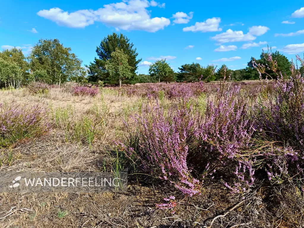 202508180-08 - Heide im Wildnisgebiet Jüterbog bei Luckenwalde, Fläming, Brandenburg, Deutschland