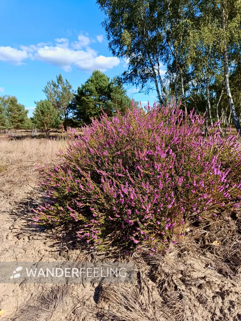 202508180-09 - Heide im Wildnisgebiet Jüterbog bei Luckenwalde, Fläming, Brandenburg, Deutschland