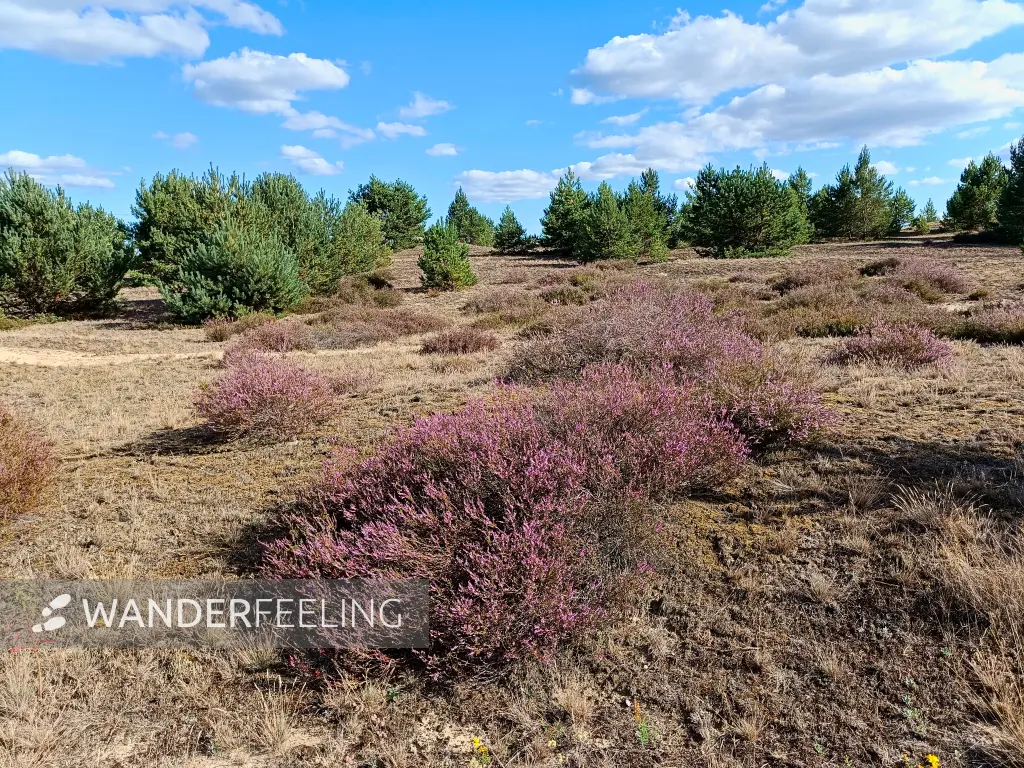 202508180-10 - Heide im Wildnisgebiet Jüterbog bei Luckenwalde, Fläming, Brandenburg, Deutschland