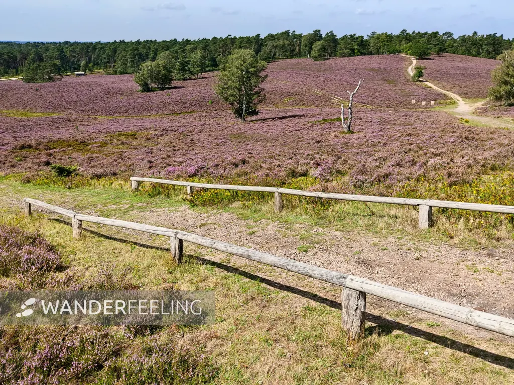202308240-31 - Heideblüte am Brunsberg im Büsenbachtal, Lüneburger Heide, Niedersachsen, Deutschland