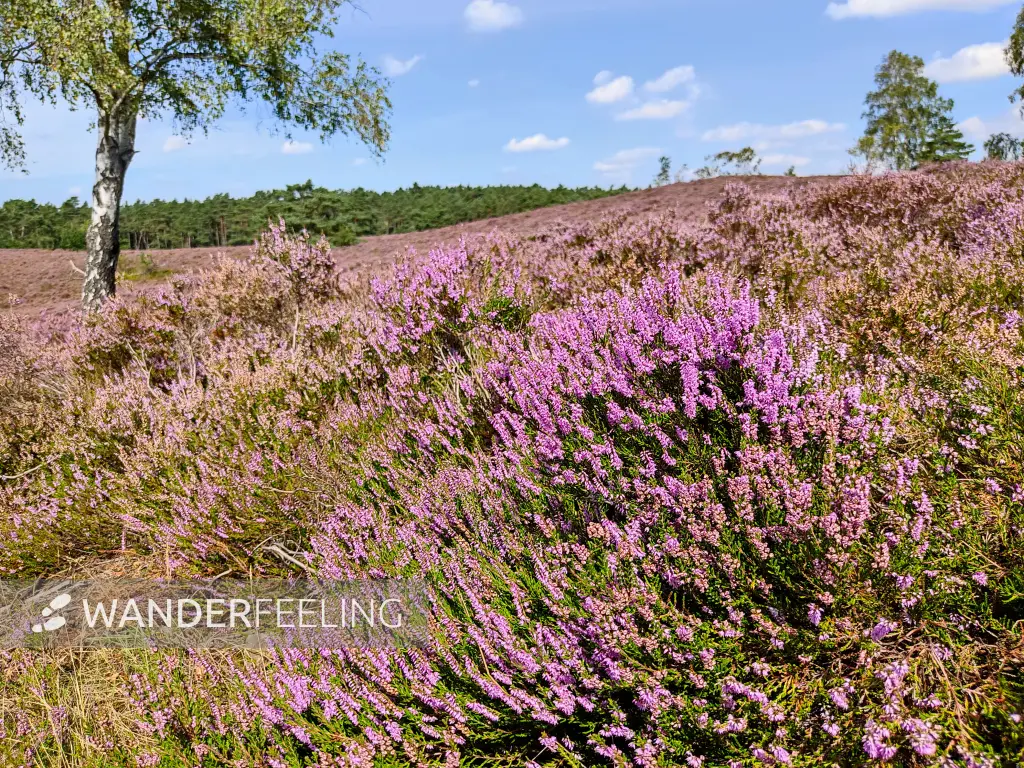 202308240-32 - Heideblüte am Brunsberg im Büsenbachtal, Lüneburger Heide, Niedersachsen, Deutschland