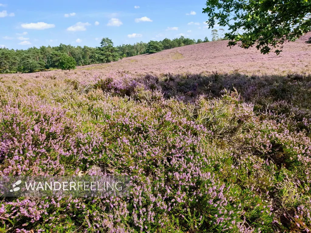 202308240-33 - Heideblüte am Brunsberg im Büsenbachtal, Lüneburger Heide, Niedersachsen, Deutschland