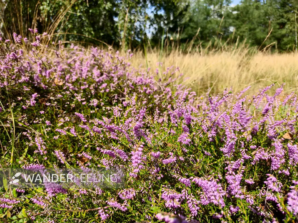 202308260-33 - Heideblüte am Kienberg bei Schönhagen, Fläming, Brandenburg, Deutschland