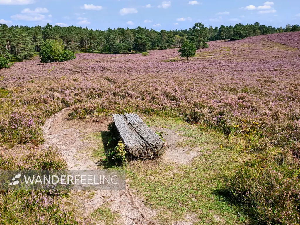 202308240-34 - Heideblüte am Kleinen Brunsberg im Büsenbachtal, Lüneburger Heide, Niedersachsen, Deutschland