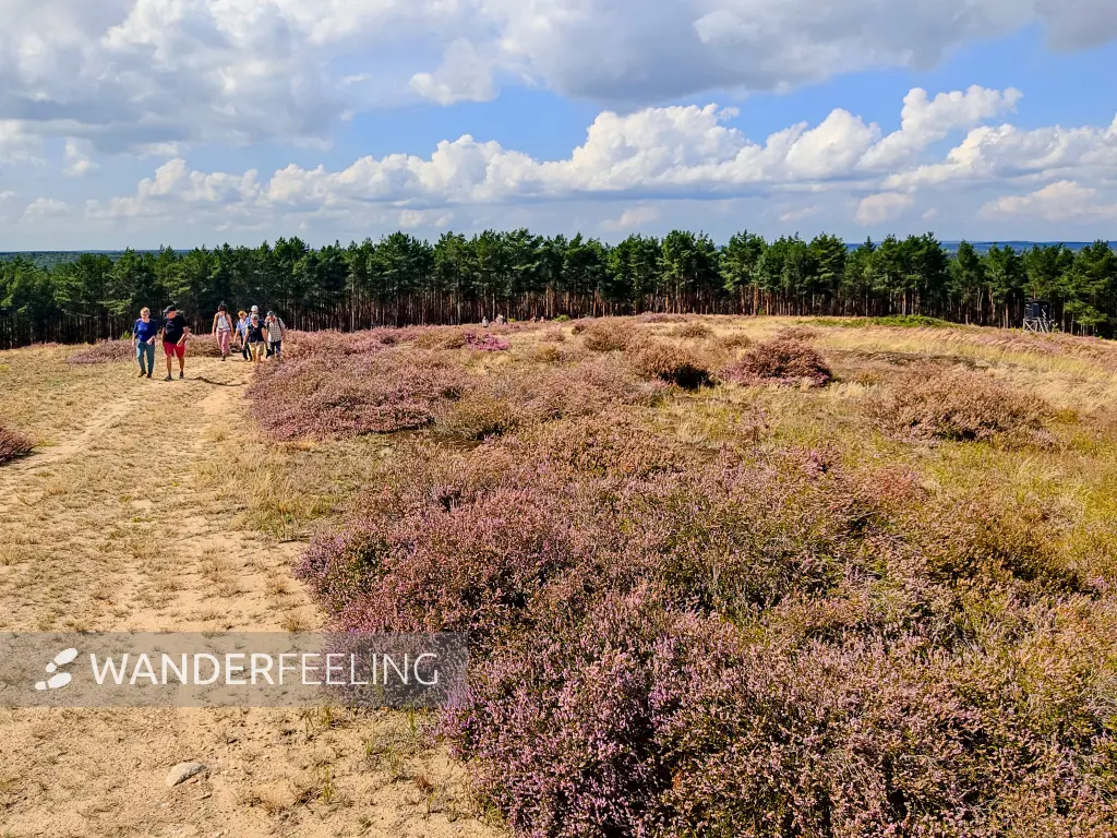 202308260-34 - Heideblüte auf dem Kienberg bei Schönhagen, Fläming, Brandenburg, Deutschland