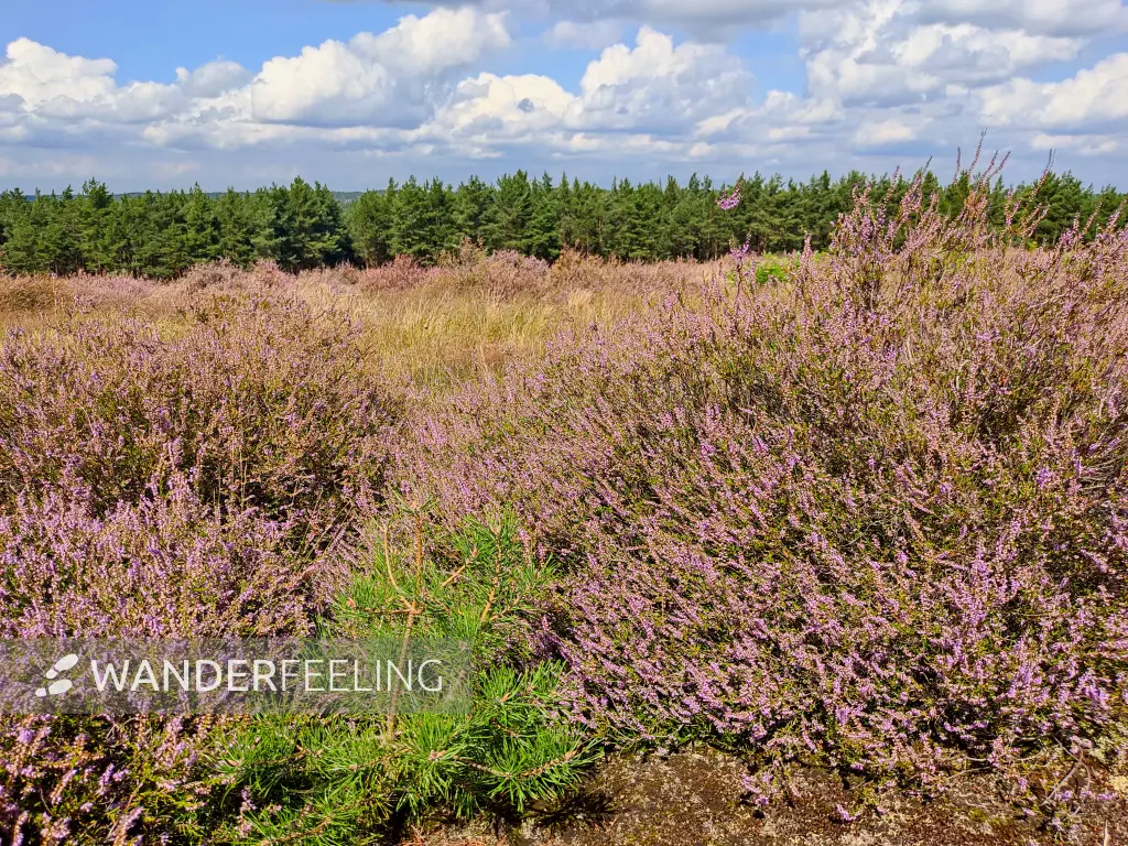 202308260-35 - Heideblüte auf dem Kienberg bei Schönhagen, Fläming, Brandenburg, Deutschland