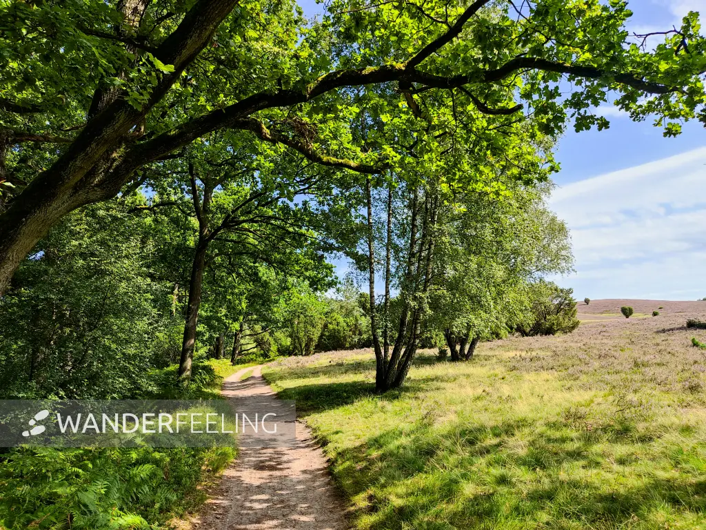 202308210-40 - Heideblüte bei Niederhaverbeck, Lüneburger Heide, Niedersachsen, Deutschland