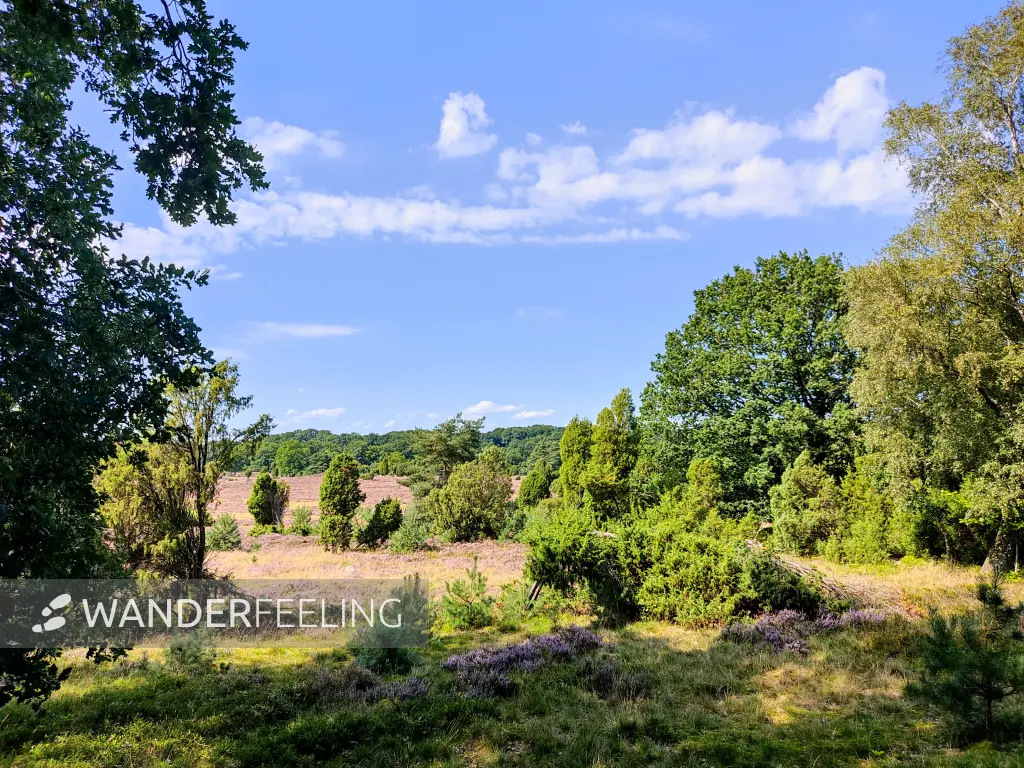 202308210-42 - Heideblüte bei Niederhaverbeck, Lüneburger Heide, Niedersachsen, Deutschland