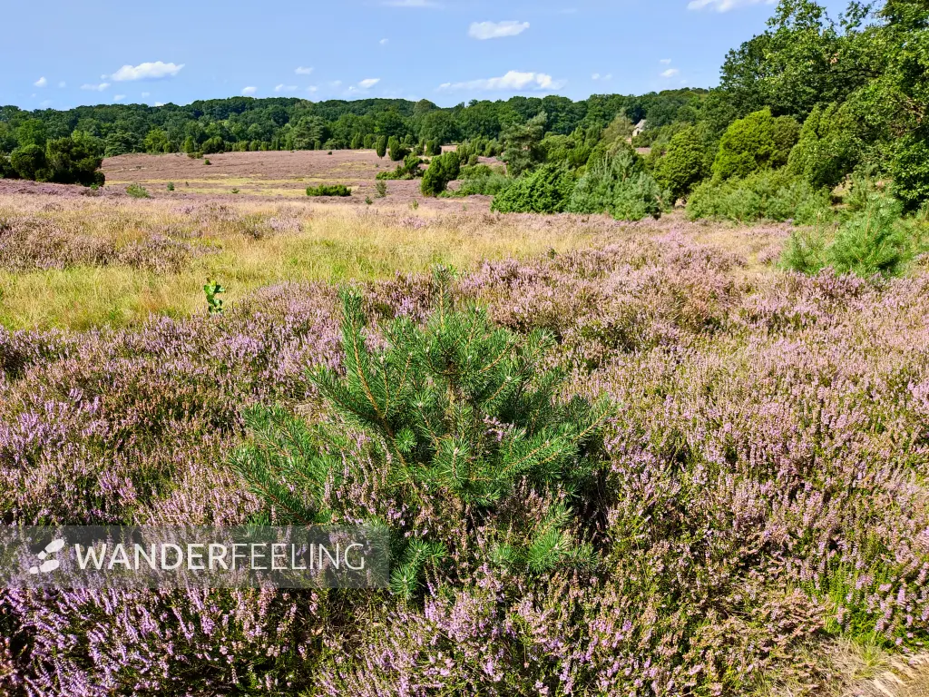 202308210-43 - Heideblüte bei Niederhaverbeck, Lüneburger Heide, Niedersachsen, Deutschland