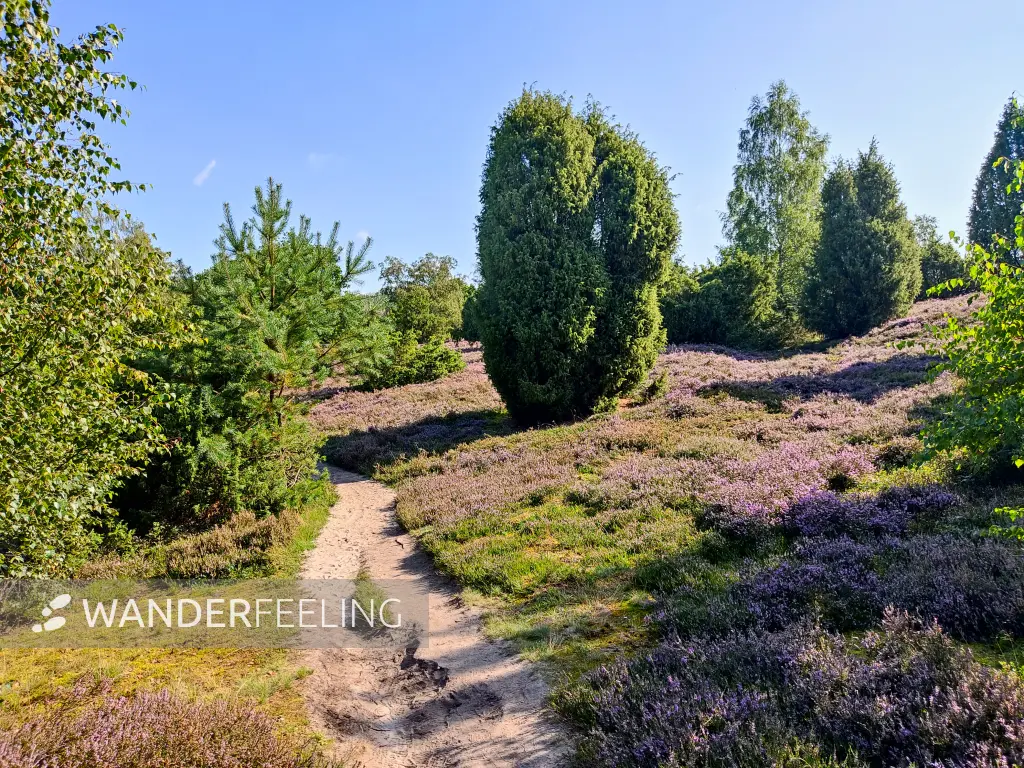 202308210-05 - Heideblüte bei Overhaverbeck, Lüneburger Heide, Niedersachsen, Deutschland