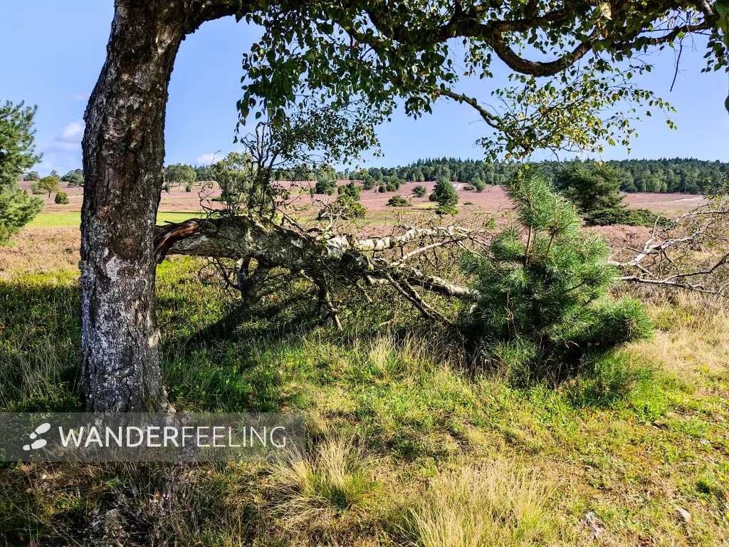 202308210-07 - Heideblüte bei Overhaverbeck, Lüneburger Heide, Niedersachsen, Deutschland
