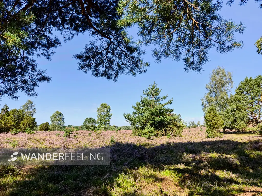 202308210-10 - Heideblüte bei Overhaverbeck, Lüneburger Heide, Niedersachsen, Deutschland