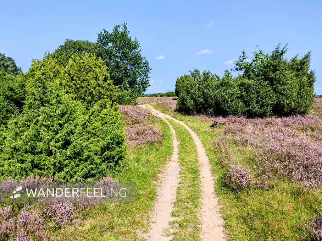 202308210-28 - Heideblüte bei Wilsede, Lüneburger Heide, Niedersachsen, Deutschland